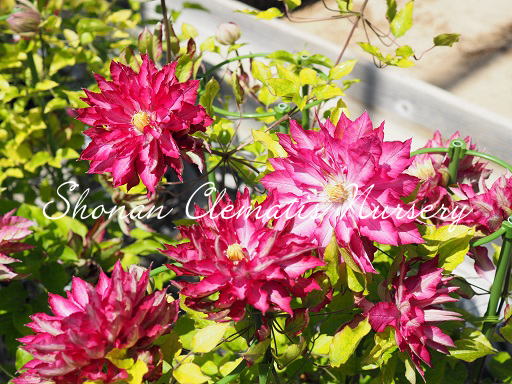 写真　花炎