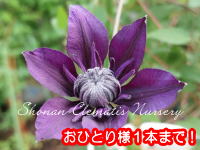 湘南のクレマチス - 九重