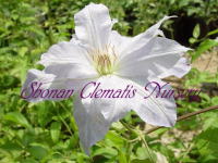 �Ó�̃N���}�`�X - �W���b�N�}�j�[�A���o